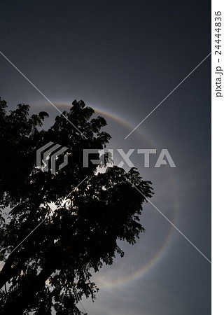 Trees with Sun halo background. Trees with Sun halo background. 24444836
