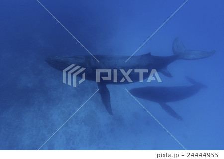ザトウクジラの親子とエスコートクジラ 24444955