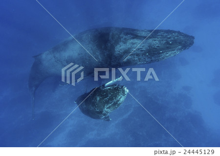 ザトウクジラの親子 24445129