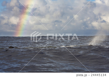 虹をバックに泳ぐマッコウクジラ 虹をバックに泳ぐマッコウクジラ 24445134