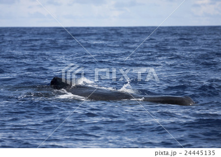 小笠原の海を泳ぐマッコウクジラ 24445135