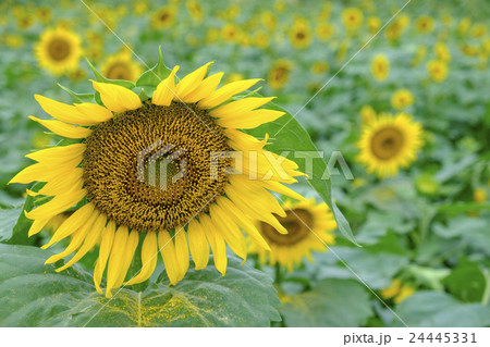 ヒマワリの花 24445331