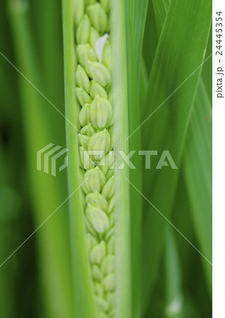 稲の花 稲 イネ お米の花 稲の花 稲 イネ お米の花 24445354