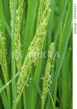 稲の花　稲　イネ　お米の花　 24445357