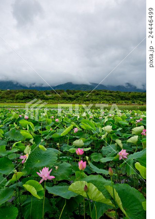 slope pool slope pool 24446499