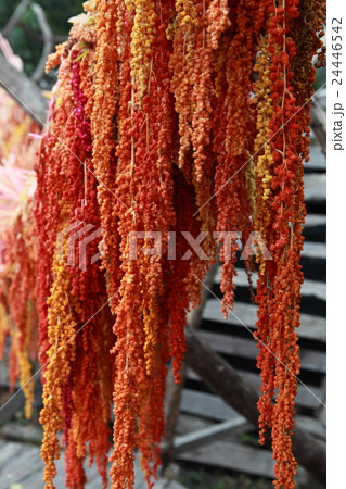Millet workshop Millet workshop 24446542