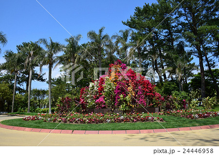 青島亜熱帯植物園 （宮崎県宮崎市） 24446958