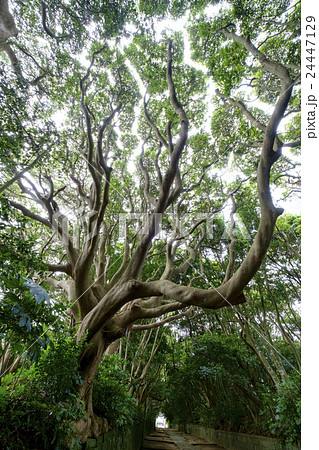 タブノキの森 タブの木 犬樟の写真素材
