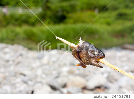 バーベキューで食べた魚のその後 24453791