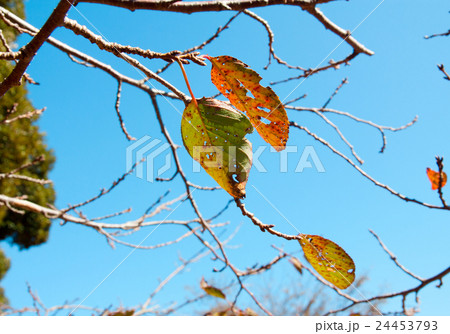 秋晴れの中の枯葉 24453793