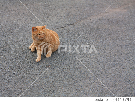 オレンジ色の猫 24453794