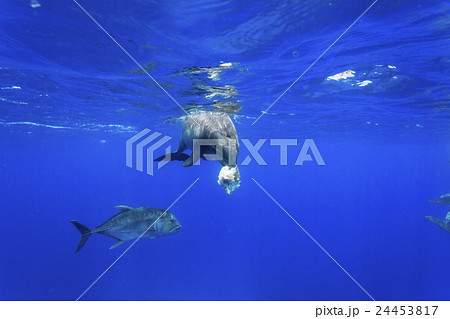 魚をくわえたイルカとロウニンアジの写真素材