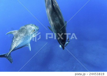 魚をくわえたイルカとロウニンアジの写真素材