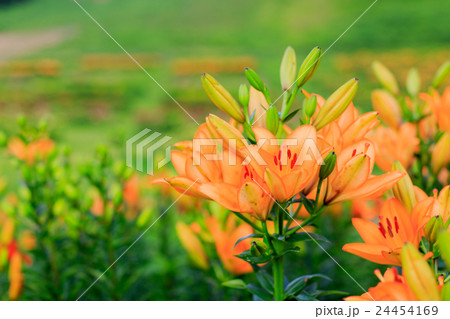 ゆり園6 ゆり園6 24454169