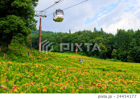 ゆり園14 24454177