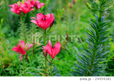 ゆり園18 24454181