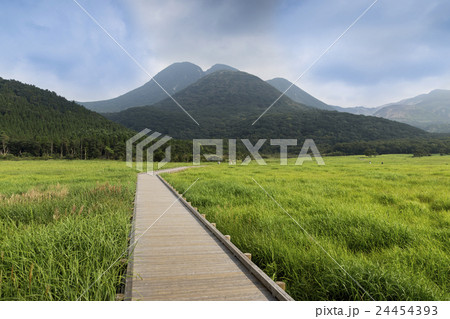 タデ原湿原のヒゴタイと三俣山 24454393