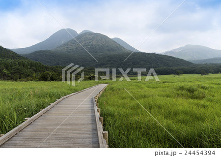 タデ原湿原のヒゴタイと三俣山 24454394
