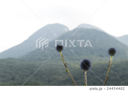 タデ原湿原のヒゴタイと三俣山 24454402