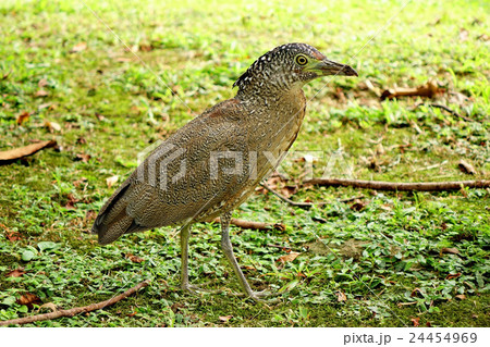 Malayan Night Heron subadult standing on the grass Malayan Night Heron subadult standing on the grass 24454969
