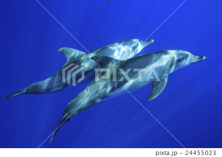 小笠原の海を泳ぐミナミハンドウイルカ 24455023