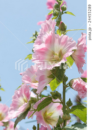 タチアオイ 24455289