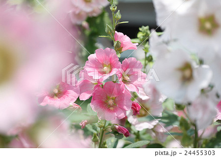 タチアオイ タチアオイ 24455303