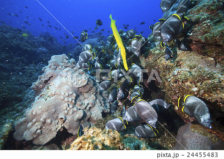 小笠原のユウゼンの群れとヘラヤガラ 24455483