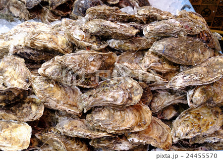 天然の岩牡蠣　 24455570