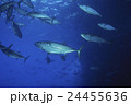 小笠原のマグロ穴のイソマグロの群れ 24455636