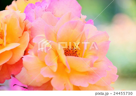 バラ(アンネのバラ) バラ(アンネのバラ) 24455730