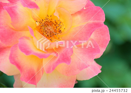 バラ(アンネのバラ) バラ(アンネのバラ) 24455732