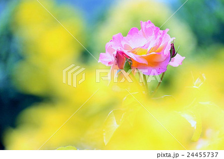 バラ(アンネのバラ) バラ(アンネのバラ) 24455737