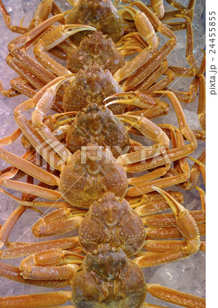生の本ズワイガニ　 24455855
