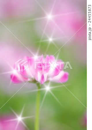 レンゲと輝き レンゲと輝き 24455873