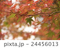 赤の紅葉と緑のもみじ 24456013
