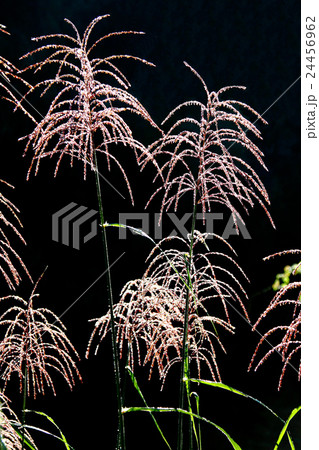 ススキの穂 24456962