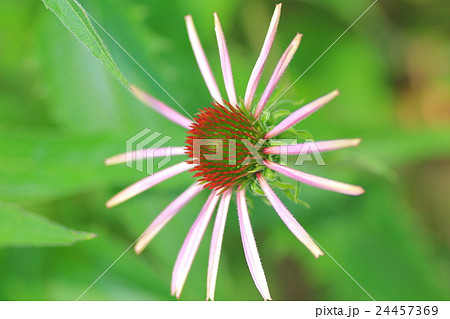 エキナセア 24457369