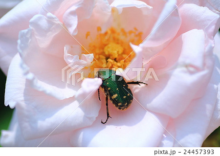 バラの花とコガネムシ 24457393