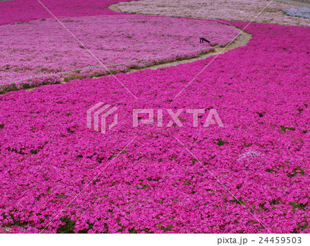 「満開の芝桜」茶臼山高原 24459503