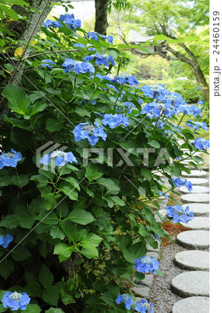 勧修寺のアジサイ 24460159