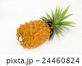 新鮮な果物パイナップル 24460824