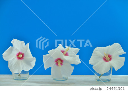 むくげの花 24461301