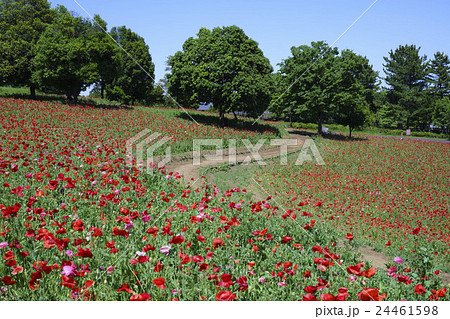 シャーレーポピーの丘 24461598