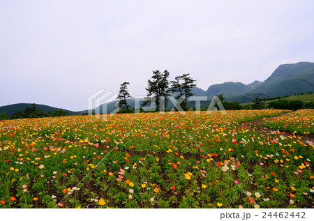 花畑と九重連山 花畑と九重連山 24462442
