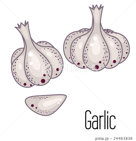 Garlic clove vector illustration. 24463836