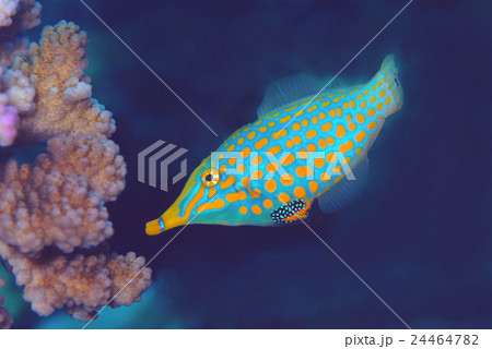 テングカワハギ テングカワハギ 24464782