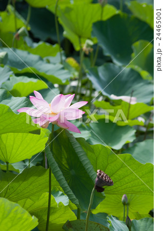 蓮の花 24465001