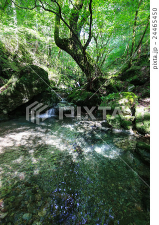 愛媛県内子町　小田深山渓谷　尻無川上流の風景 24465450