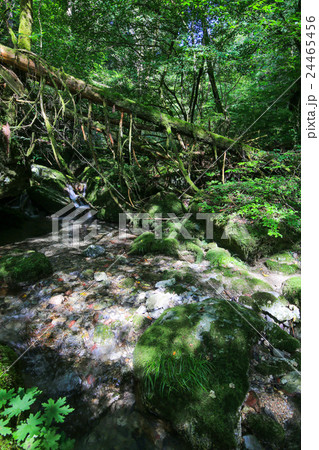 愛媛県内子町　小田深山渓谷　尻無川上流の風景 24465456